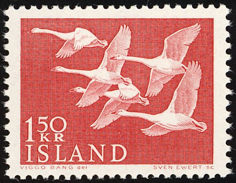 Whooper Swan (Cygnus cygnus)