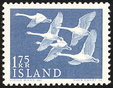 Whooper Swan (Cygnus cygnus)