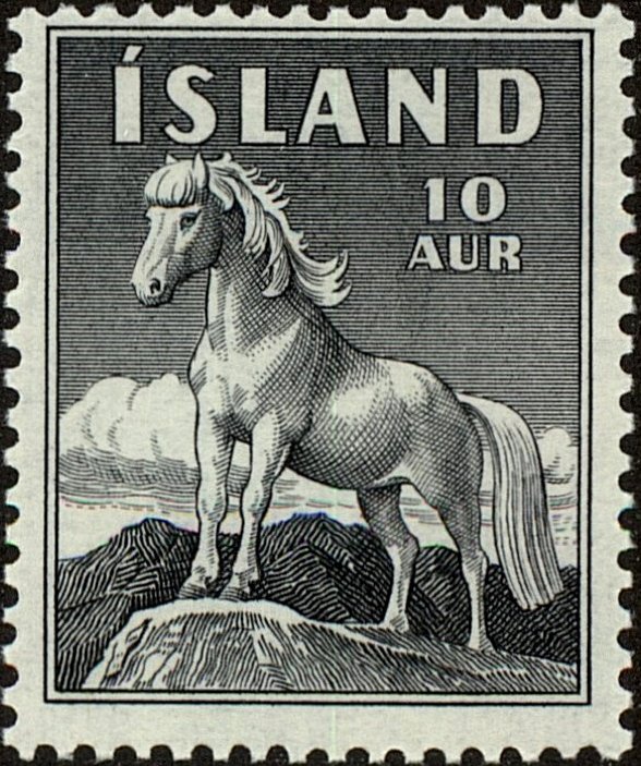 Icelandic horse (Equus ferus caballus)