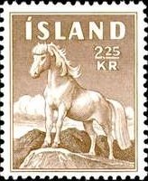Icelandic horse (Equus ferus caballus)