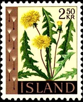 Dandelion