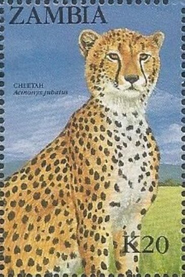 Cheetah (Acinonyx Jubatus)