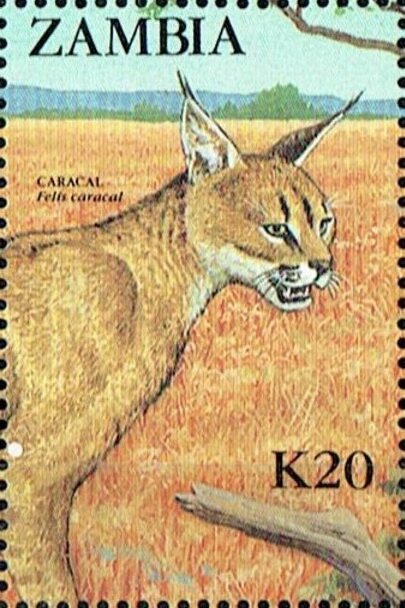 Desert Lynx (Caracal)