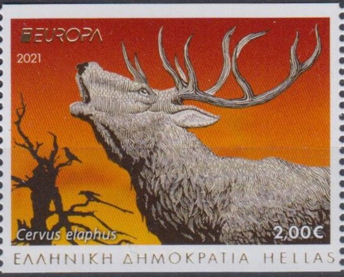 Red Deer (Cervus elaphus)