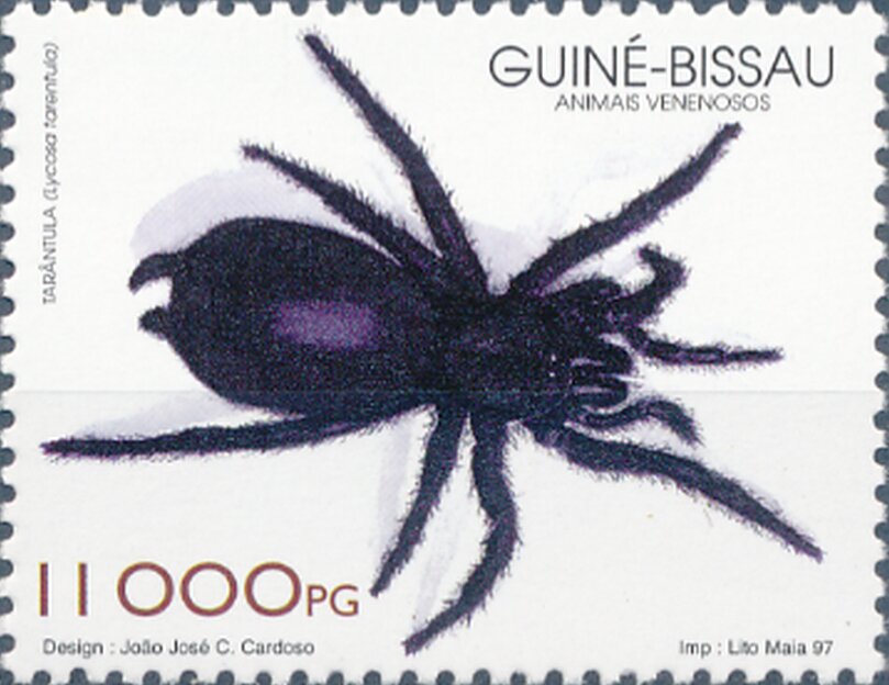 Lycosa tarantula