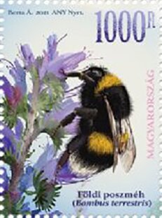 Buff-Tailed Bumblebee (Bombus terrestris)