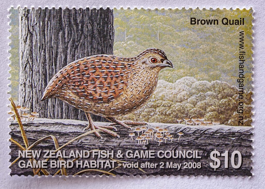 Brown Quail