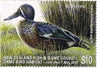 NZ Shoveler