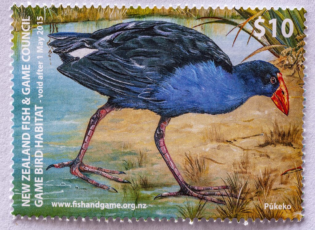 Pukeko