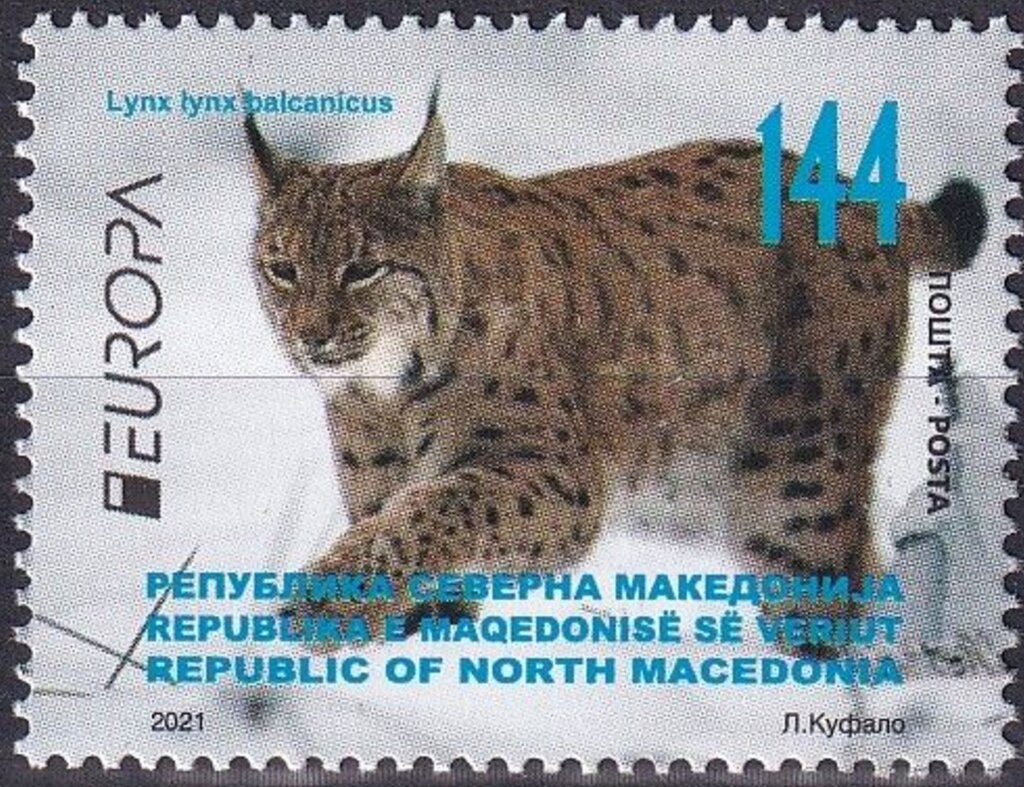 Balkan Lynx (Lynx lynx balcanicus)