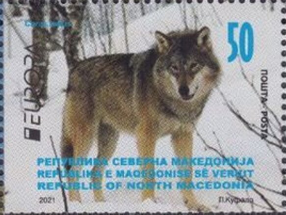 Grey Wolf (Canis lupus)