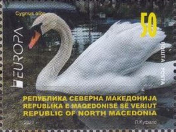 Mute Swan (Cygnus olor)