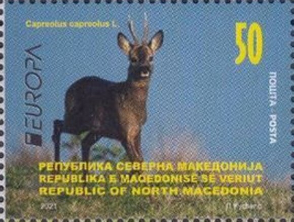 Roe Deer (Capreolus capreolus)