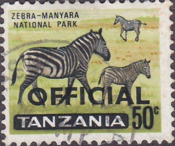 Zebra in Manyara National Park