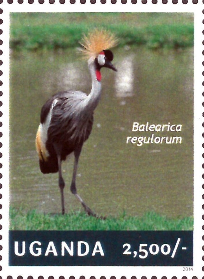 Balearica regulorium