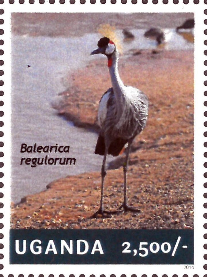Balearica regulorium