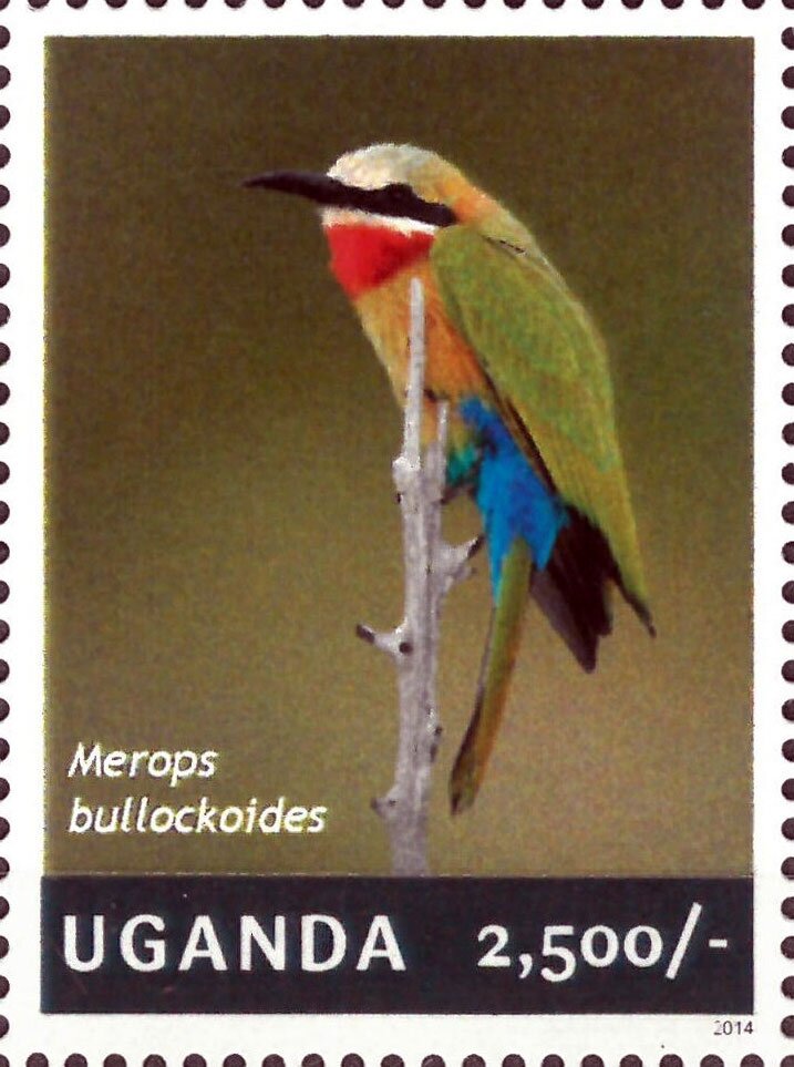 Blue-throated Bee-eater (Merops viridis)