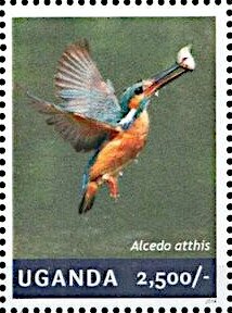 Common Kingfisher (Alcedo atthis)