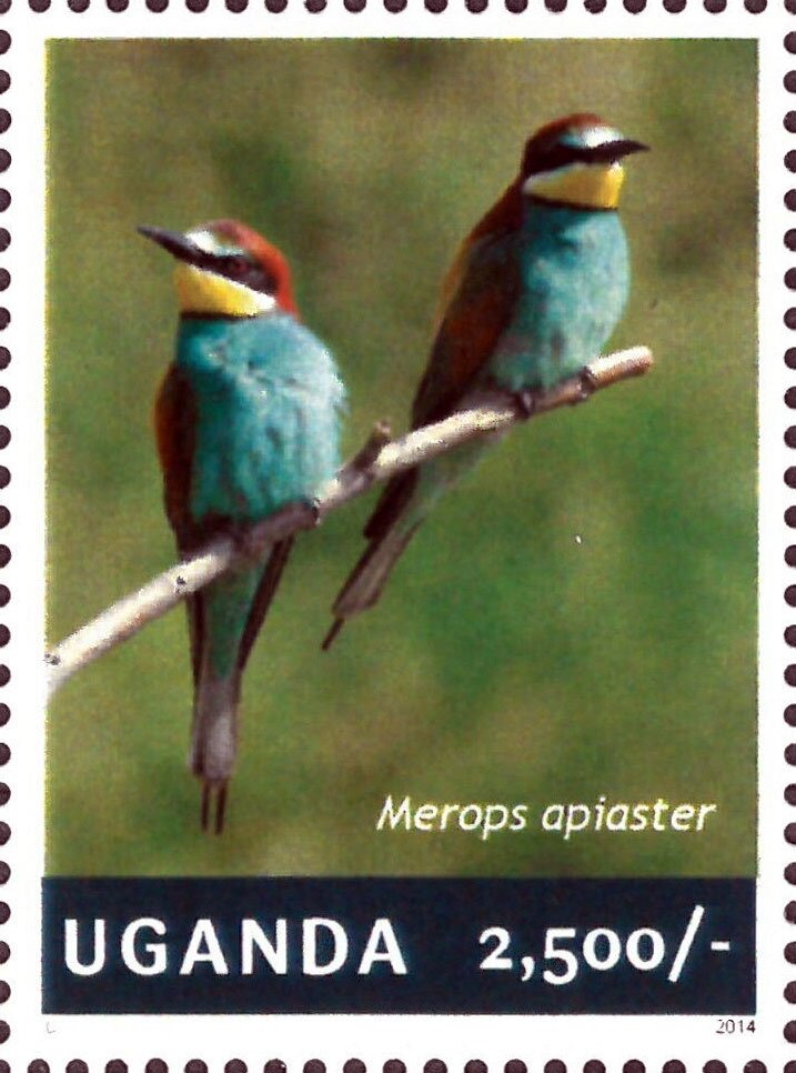 European Bee-eater (Merops apiaster)