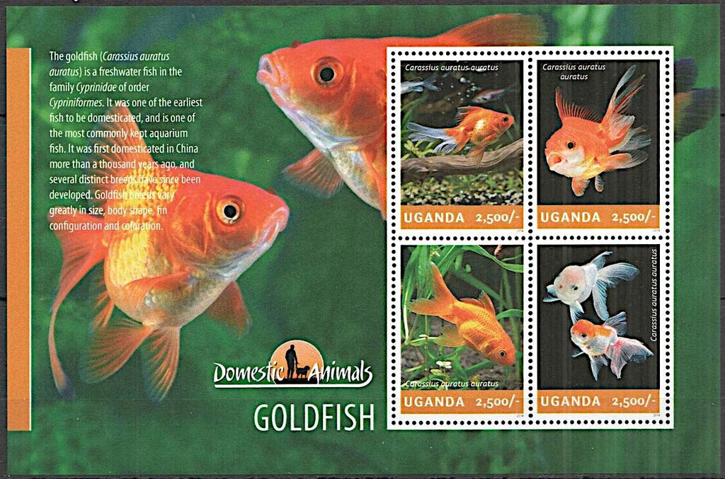 Goldfish