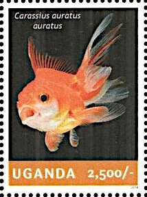 Goldfish (Carassius auratus auratus)