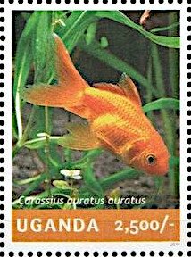 Goldfish (Carassius auratus auratus)