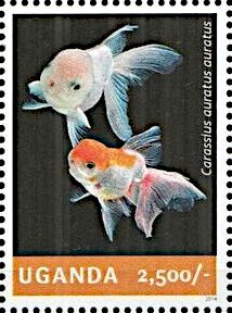 Goldfish (Carassius auratus auratus)