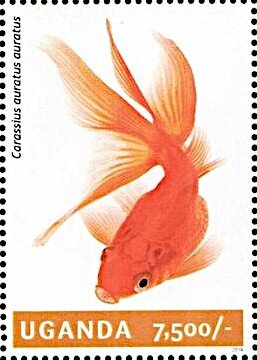 Goldfish (Carassius auratus auratus)