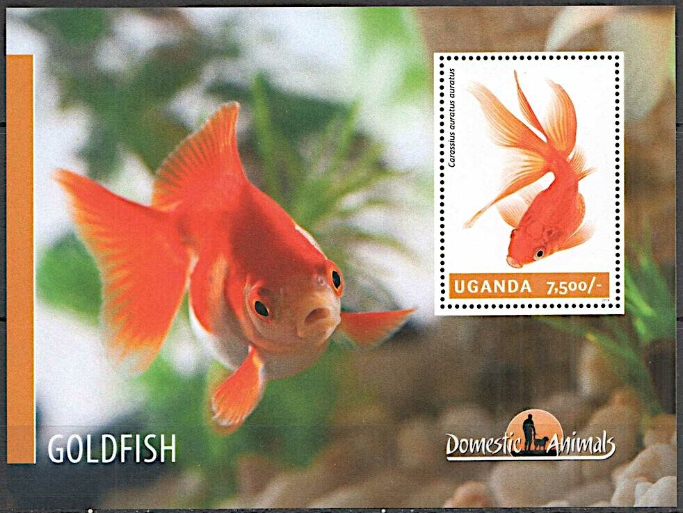 Goldfish (Carassius auratus auratus)