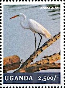 Great Egret (Ardea alba)