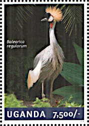 Grey Crowned Crane (Balearica regulorum)