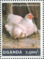 Hen with Chicken (Gallus gallus domesticus)