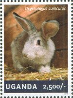 Rabbit (Oryctolagus cuniculus)