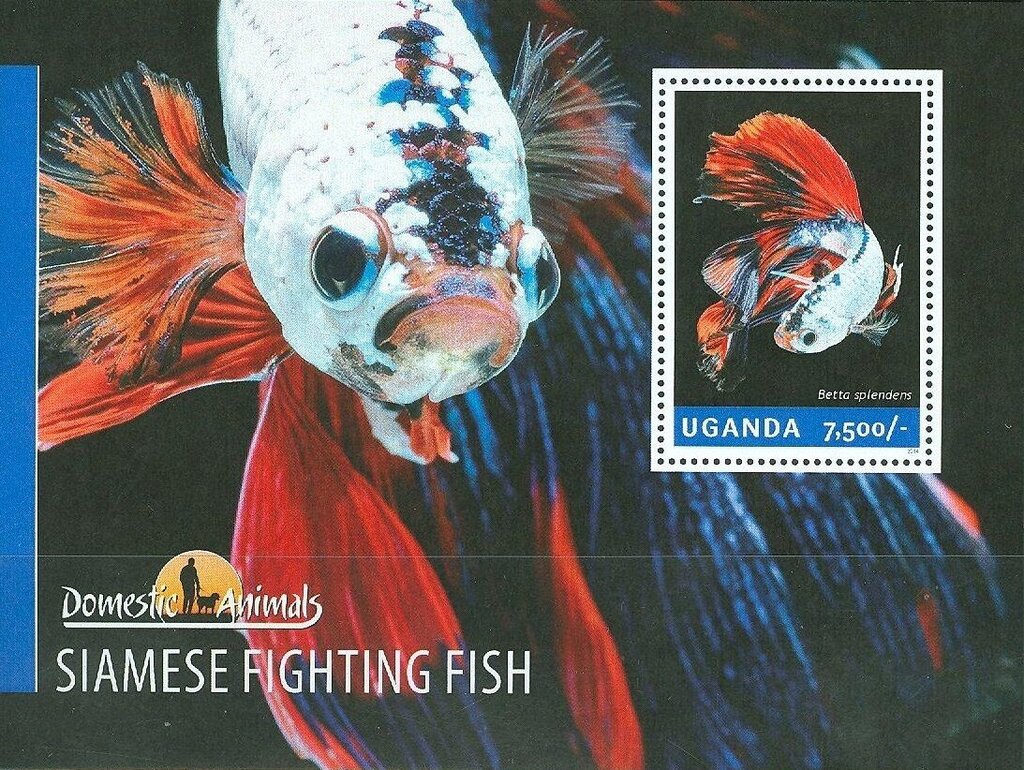 Siamese Fighting Fish (Betta splendens)