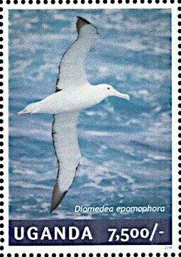 Southern Royal Albatross (Diomedea epomophora)