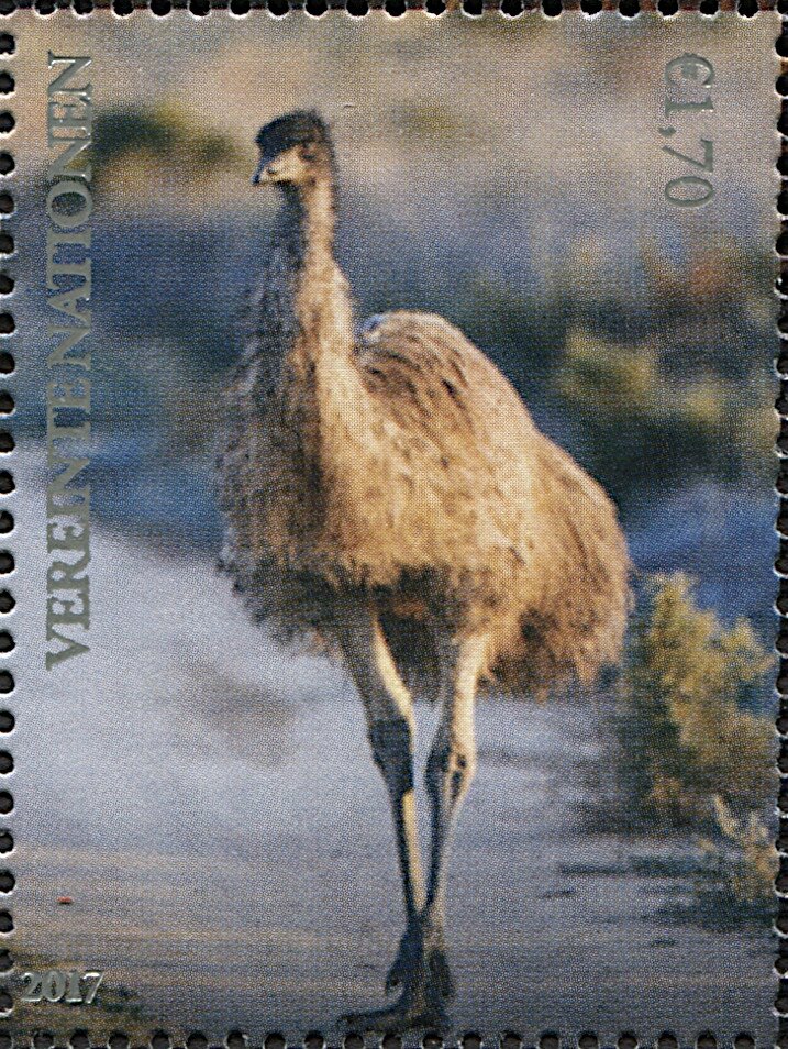 Emu (Dromaius novaehollandiae)