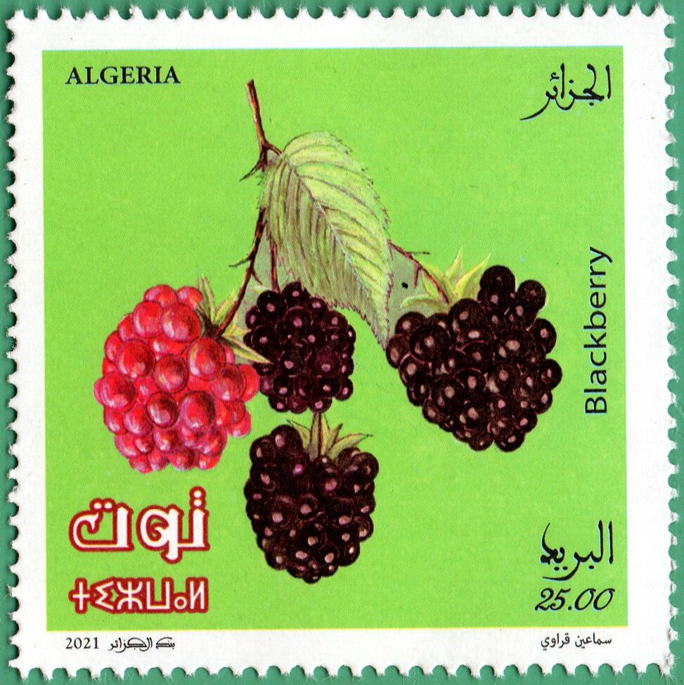 Blackberry