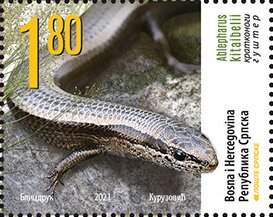 European Copper Skink (Ablepharus kitaibelii)