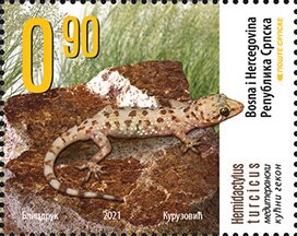 Mediterranean Gecko (Hemidactylus turcicus)