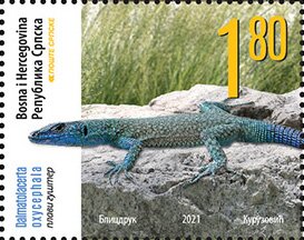 Sharp-Snouted Rock Lizard (Dalmatolacerta oxycephala)