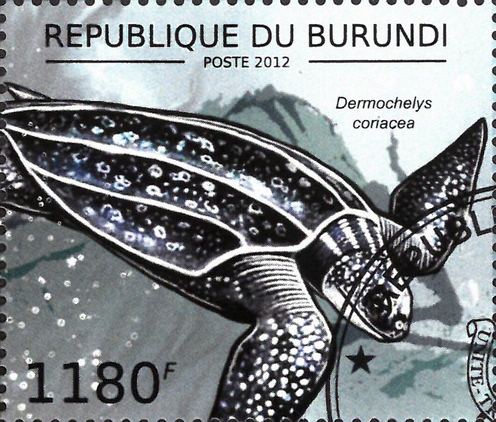 Dermochelys coriacea