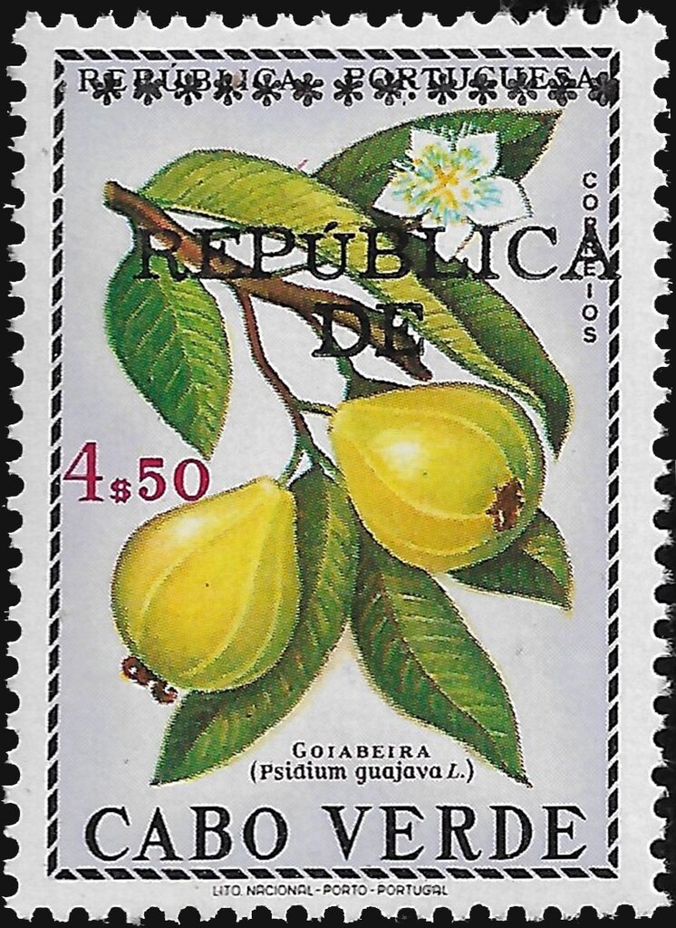 Common Guava (Psidium guajava)