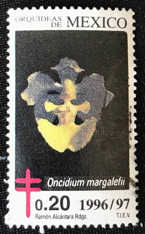 Oncidium margalefii