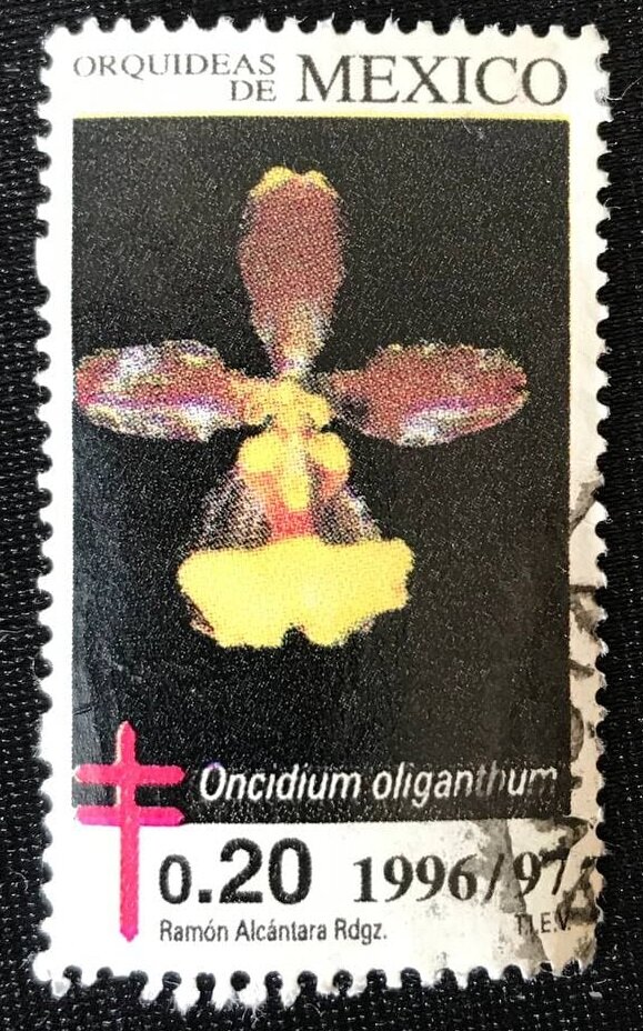 Oncidium Oliganthum