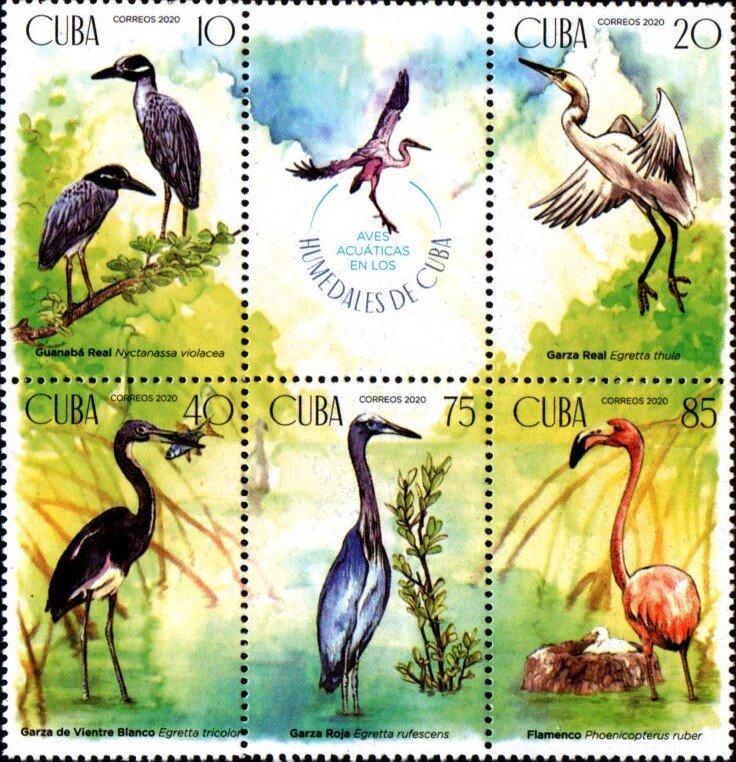 Waterfowl in the Wetlands of Cuba