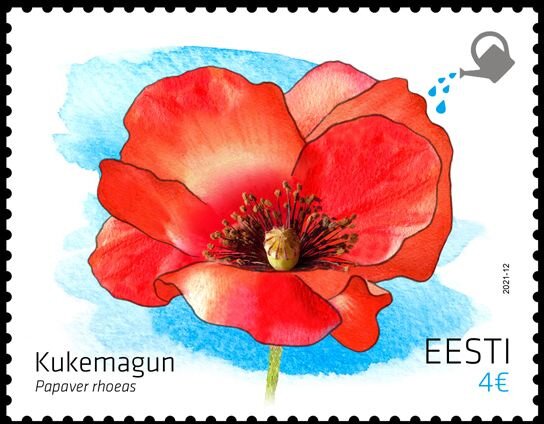 Poppy (Papaver rhoeas)