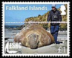Elephant seal