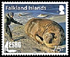 Southern Elephant seal (Mirounga leonina)