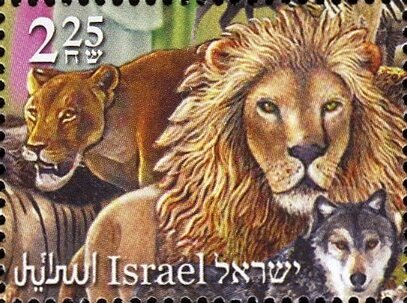 Lions, Wolf