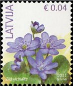 Blue Anemone